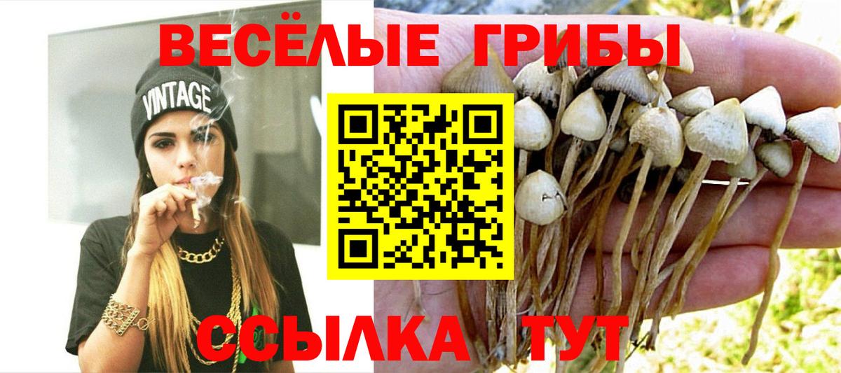 Галлюциногенные грибы GOLDEN TEACHER  продажа наркотиков  Асино  Вход с VPN 